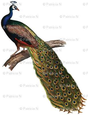 Vintage Peacock