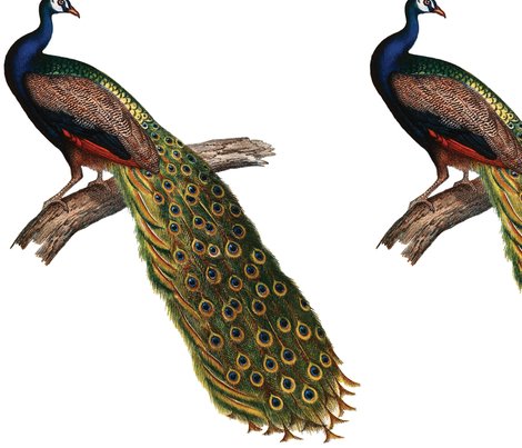 Peacock_shop_preview