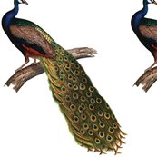 Peacock_shop_thumb