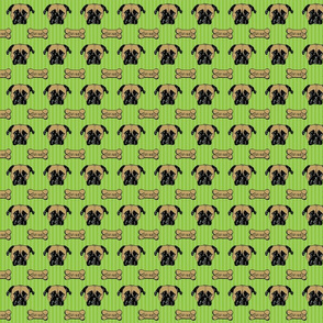green stripe roxie