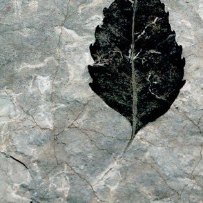 Giant Black leaf fossil