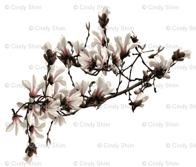 magnolia-flower