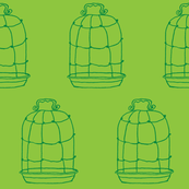birdcage grass