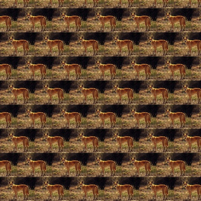 dingo