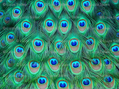 lotsOfFeathers