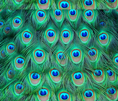lotsOfFeathers fabric by cfsizz on Spoonflower - custom fabric