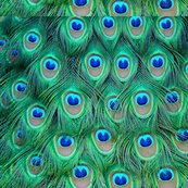 Lotsoffeathers_shop_thumb