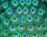 Lotsoffeathers_thumb