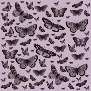 Pretty Pink Butterflies