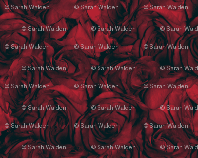 Red Roses With the Blues