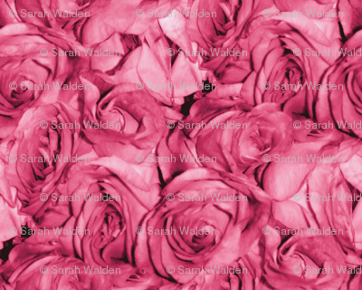 Bubblegum Rose