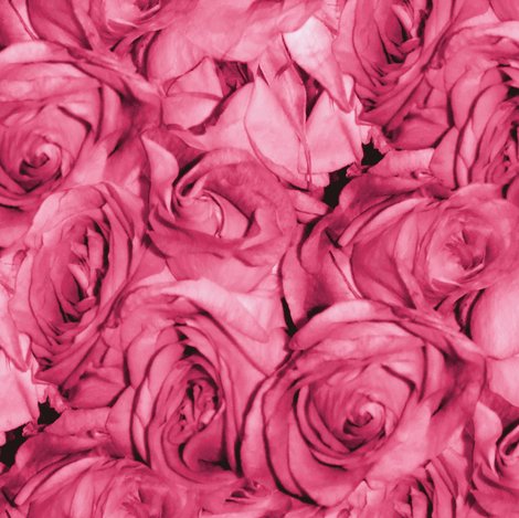 Rpink_roses_shop_preview