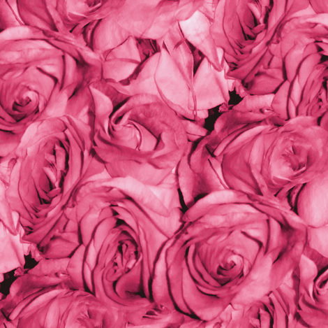 Bubblegum Rose fabric by peacoquettedesigns on Spoonflower - custom fabric