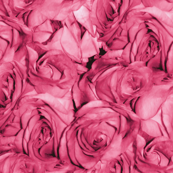 Bubblegum Rose
