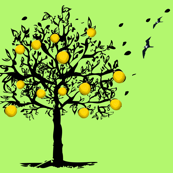 Orange-tree-orchard
