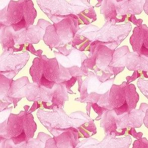 Bougainvillea