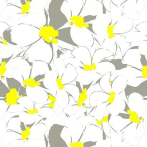 White yellow flower frangipani