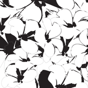 White-Black- frangipani Flower