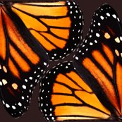 Orange Monarch Butterfly Wings