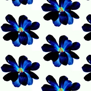 Big Blue Magnolias