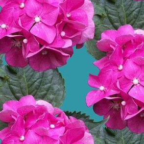 Hydrangea