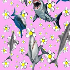 Feminine Sharks