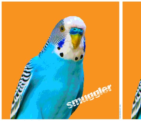 Budgie_smuggler