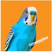 Budgie_smuggler