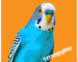 budgie smuggler cushion panel