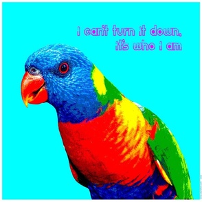 cam the lorikeet cushion panel