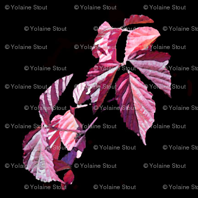 Blackberry leaves in the fall