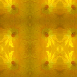 Squash Blossom