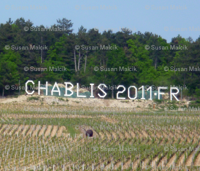 Chablis Wine Landscape, France