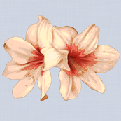 Lily (Blue background)