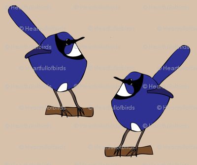 Fairy Wrens