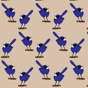 Fairy Wrens