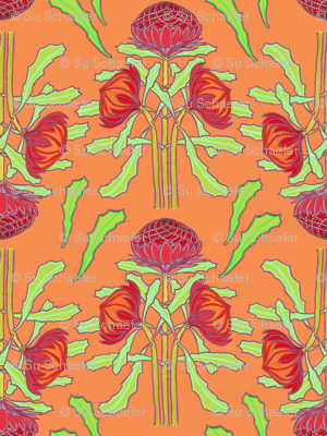Spring waratahs on apricot