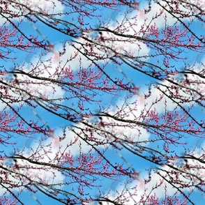 Eastern Redbud