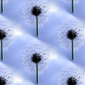 Making Wishes