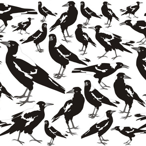Magpie Black n White