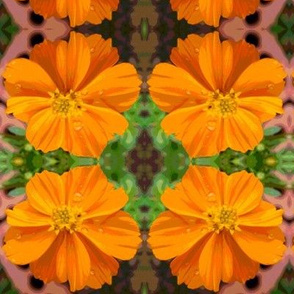 Cartoon Orange Cosmo