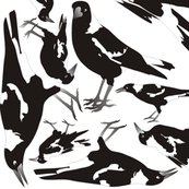 Magpie_4