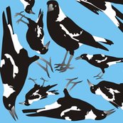 Magpie_blue