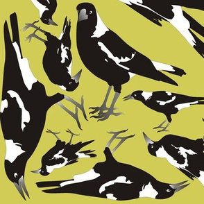 Magpies on Drought Dry Grass