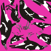 Magpies in the Candy