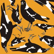 Magpie_orange