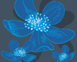 Anemone