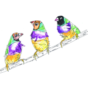  Lady Gouldian finches
