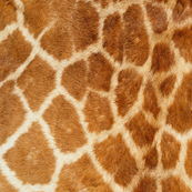 GIRAFF PRINT