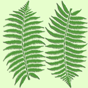 fern